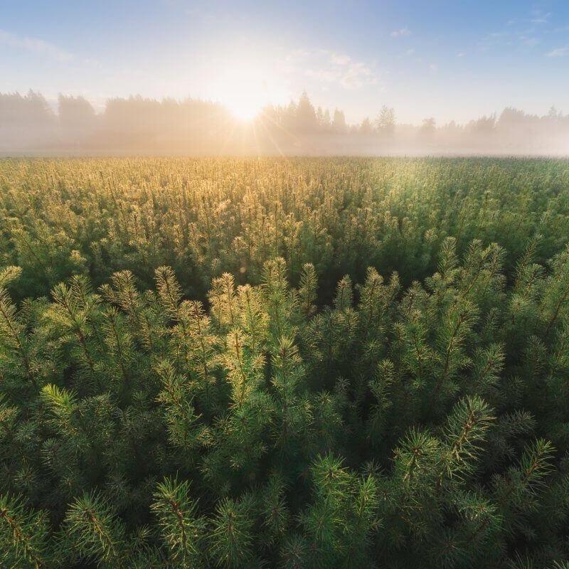 Expédition à bilan carbone neutre - A.bsolument - Radios Vintage Bluetooth | Fabrication française